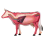 Animal Organ Anatomy Model 4D Cow Intelligence Assembling Toy 4