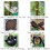10Pcs Reusable High Pressure Ball Plant Rooting Growing Box S 4