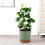 Prato transparente para plantas de 20 cm (8 polegadas), prato de plástico mais grosso para plantas. 7