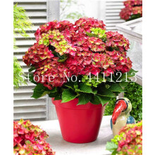 ! 50 pcs/Bag Hydrangea paniculata 'Vanilla Fraise',Hydrangea Seed Flower,11 Colors to Choose, Plant for Home Garden (Color: 16)