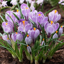 Pickwick Crocus Bulbs Versatile and Perennial, Stunning Spring Blooms Crocus Large Flowering Pickwick Addition to Any Garden (25 Pack)