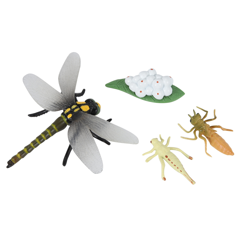 Photos - Creativity Set / Science Kit Jehiatek Cycle de Vie D'Une Libellule Insectes Cycles ModèLe Croissance Enfants Animale Science éDucatifs 