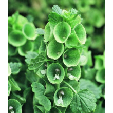 Bells of Ireland Shell Flower Moluccella laevis Flower Seeds (150)