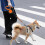 Retractable Dog Lead Extendable Leash Reflective Strong Tape with Non-slip Handle 15