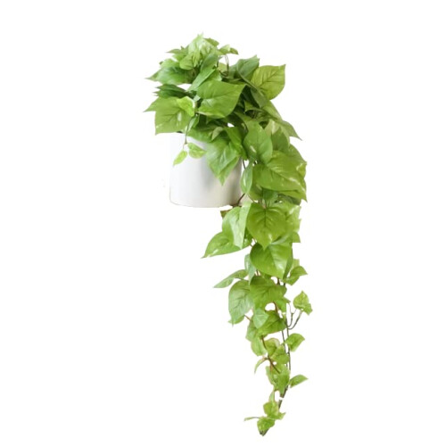silvery ann pothos care Buy Silvery Ann Pothos Online - Scindapsus Pictus 'Silvery Ann'