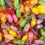 (3kg Bulk Bag) Sherbet Fruits 1