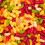 (225g Sweet Pouch) Jelly Beans 1