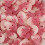 (500g Sweet Pouch) Red and White Skulls 2