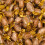 (500g Sweet Pouch) Butter Crunch 2