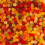 (1kg Sweet Pouch) Squirrel Floral Gums 2