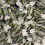 (1kg Sweet Pouch) Lime & Liquorice 2