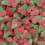 (500g Sweet Pouch) Fizzy Twin Cherries 2