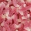 (600g Sweet Jar) Fizzy Dracula Teeth 1