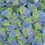(2.5kg Bulk Bag) Fizzy Blue Raspberries 1