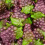 (225g Sweet Pouch) Giant Grape Sweets 1