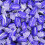 (225g Sweet Pouch) Blackcurrant & Liquorice 1