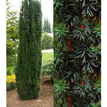 Taxus Fastigiata Robusta Column Yew Tree Large Plant Supplied in a 3 Litre Pot By Direct Plants
