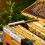 24 Pcs Plastic Beehive Beekeeping Tools Set Hive Beetle Trap Bulk Hive Trap Kit (Clear) 5