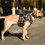 (XL) Dog Support Harness For Front Legs, Straps For Old, Paralysis Dogs 2