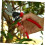 1 Set Pruning Shears Grafting Tool Kit Hedge Shear Garden Hedge Clippers 4