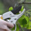Professional Ratchet Pruning Shears  Gardening Shears, Ideal for Pruning Various Plants, Including Fruit Trees 4