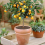 Προστατευτικό εδάφους πλέγματος γλάστρας για σκάψιμο γάτας P 5