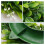 2 Pack Artificial Boxwood Wreath Leaves Decoration, 10 Inches 6
