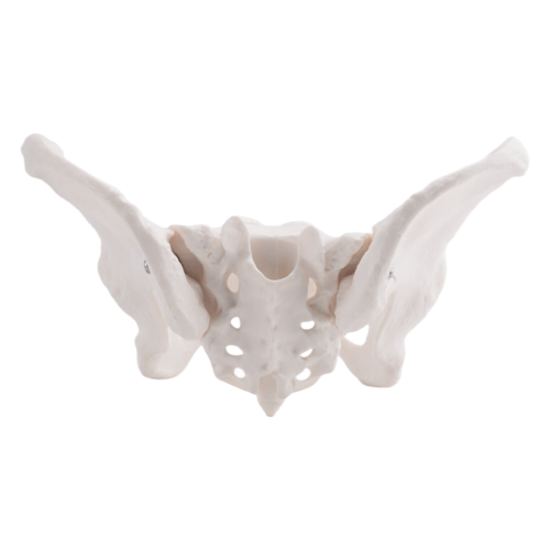 Life Size Female Pelvis Model, Hip Model - Anatomy 1
