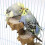 Bird Platform Playground Cage Wood Play Stand for Medium Birds 3