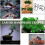 Bonsai Wire Kit- 9 Roll Anodized Aluminum Tree Training Wires - Brown 6