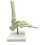 1:1 Human Skeleton Foot Anatomy Model and Ankle Teaching 4