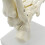 1:1 Human Skeleton Foot Anatomy Model and Ankle Teaching 3