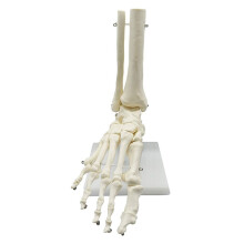 1:1 Human Skeleton Foot Anatomy Model and Ankle Teaching