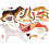 Animal Organ Anatomy Model 4D Dog Intelligence Assembling Toy 7