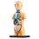 3D Removable Anatomical Human Torso Body Model for Education Toy 1