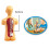 3D Removable Anatomical Human Torso Body Model for Education Toy 8