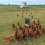 Electric Fence Wire Connect the and Charger 5