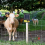 Electric Fence Wire Connect the and Charger 6