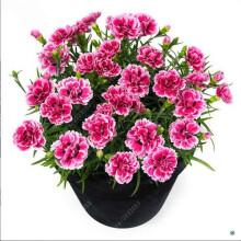 100 pcs/Bag Carnation Seed Flower Balcony Potted Garden Flowers Dianthus Caryophyllus (Color: 1)