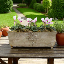 (White with Eye) Cyclamen Premium Metal Trough Planter – Elegant Purple & White Blooms