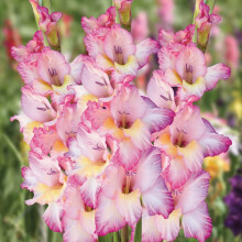 Priscilla Gladiolus Bulbs Stunning Show of Multiple Gladiolus Blooms Perennial (24 Pack)