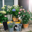 Solar Panel Powered Water Pump Intelligent Drip Irrigation System Kit 4