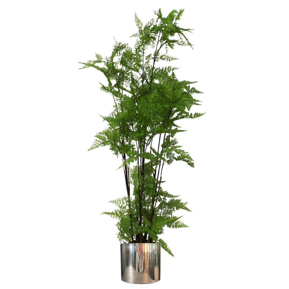 B&Q - 150Cm Artificial Natural Moss Base Fern Foliage Plant With Silver Metal Plater - Image 5