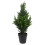 Leaf 60cm Artificial Cedar Cypress Topiary UV Resistant 1