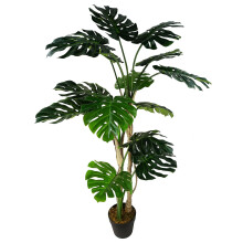 150cm (5ft) Luxury Monstera Cheese Plant Black Pot