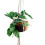 Leaf 85cm Hanging Artificial Pothos Plant with Planter 1