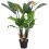 Leaf 120cm (4ft) Artificial Bird of Paradise Plant (Strelitzia) - Extra Large 1