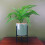 Leaf 40cm Artificial Fern Plant with Ceramic Planter & Stand 1