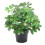 Leaf 55cm Dark Green Artificial Schefflera Arboricola Plant 1