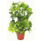 Leaf 75cm Artificial Arboricola Gold Capella Plant 1